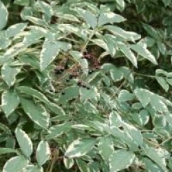 Sambucus nigra 'Aureomarginata'