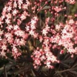 Sambucus nigra f. porphyrophylla Black Lace 'Eva' cov 