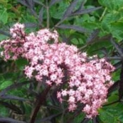 Sambucus nigra f. porphyrophylla Black Lace 'Eva' cov 