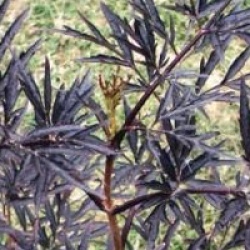 Sambucus nigra f. porphyrophylla Black Lace 'Eva' cov 