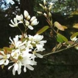 Amelanchier x grandiflora 'Ballerina'