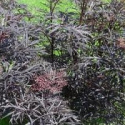 Sambucus nigra f. porphyrophylla Black Lace 'Eva' cov 