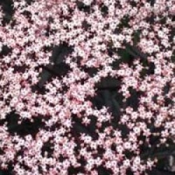 Sambucus nigra f. porphyrophylla 'Black Beauty 'Gerda' cov - Sureau Black Beauty