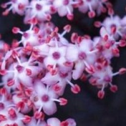 Sambucus nigra f. porphyrophylla 'Black Beauty 'Gerda' cov