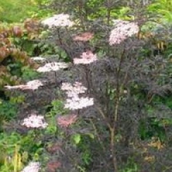 Sambucus nigra f. porphyrophylla 'Black Beauty 'Gerda' cov