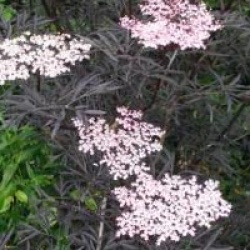 Sambucus nigra f. porphyrophylla 'Black Beauty 'Gerda' cov