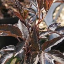 Sambucus nigra f. porphyrophylla 'Black Beauty 'Gerda' cov