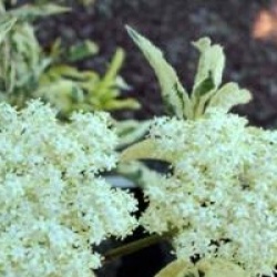 Sambucus nigra 'Madonna'