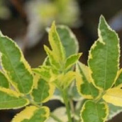 Sambucus nigra 'Madonna'