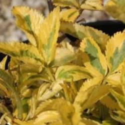 Sambucus nigra 'Madonna'