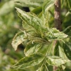 Sambucus nigra 'Pulverulenta'