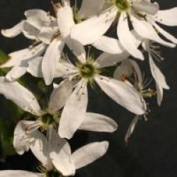 Am�lanchier Ballerina