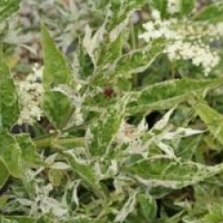 Sambucus nigra 'Pulverulenta'