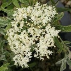 Sambucus nigra 'Pulverulenta'