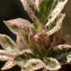 Sambucus nigra 'Pulverulenta'