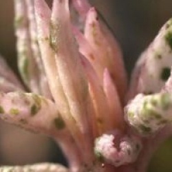 Sambucus nigra 'Pulverulenta'