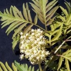Sambucus racemosa 'Sutherland Gold' - Sureau � grappes dor�