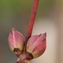 Sambucus racemosa 'Sutherland Gold'