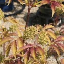 Sambucus racemosa 'Sutherland Gold'