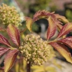 Sambucus racemosa 'Sutherland Gold'