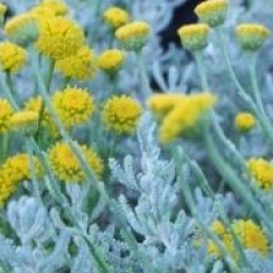 Santolina chamaecyparissus