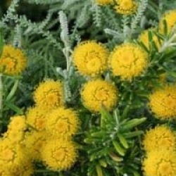 Santolina chamaecyparissus