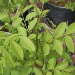 Amorpha fruticosa