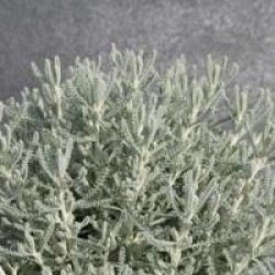 Santolina chamaecyparissus