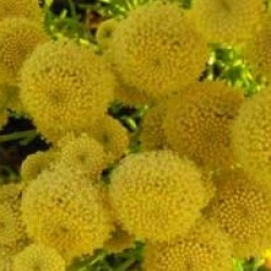 Santolina virens - Santoline verte