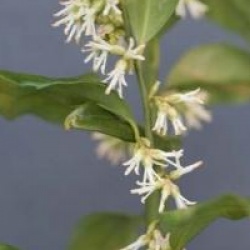 Sarcococca confusa 