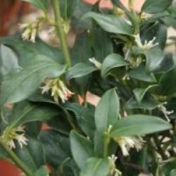 Sarcococca confusa 