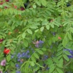 Amorpha fruticosa