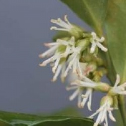 Sarcococca confusa 