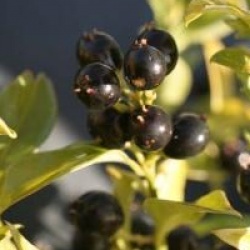Sarcococca hookeriana  - Sarcococca hookeriana