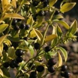 Sarcococca hookeriana 