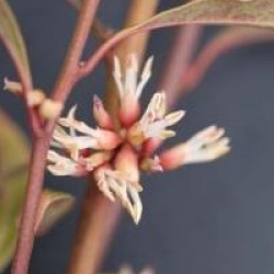Sarcococca hookeriana var. digyna 