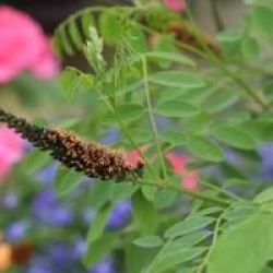 Amorpha fruticosa