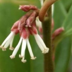 Sarcococca de Chine