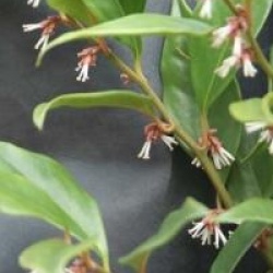 Sarcococca orientalis
