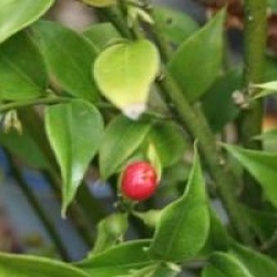 Sarcococca ruscifolia 