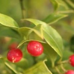 Sarcococca ruscifolia 