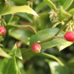 Sarcococca ruscifolia var. chinensis - Sarcococca Chinensis