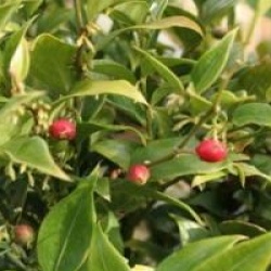 Sarcococca ruscifolia var. chinensis