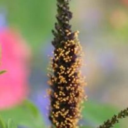 Amorpha fruticosa - Faux indigo