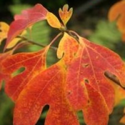 Sassafras albidum  - Sassafras officinal