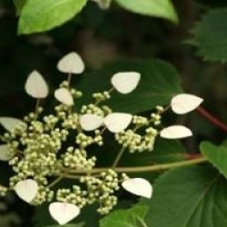 Schizophragma  hydrangeoides