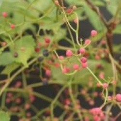 Ampelopsis aconitifolia