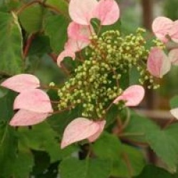 Schizophragma hydrangeoides 'Rose Sensation' � - Schizophragma � fleurs roses