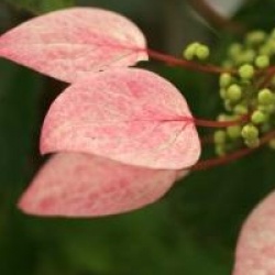 Schizophragma hydrangeoides 'Rose Sensation' �