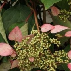 Schizophragma hydrangeoides 'Roseum' - Schizophragma � fleurs roses